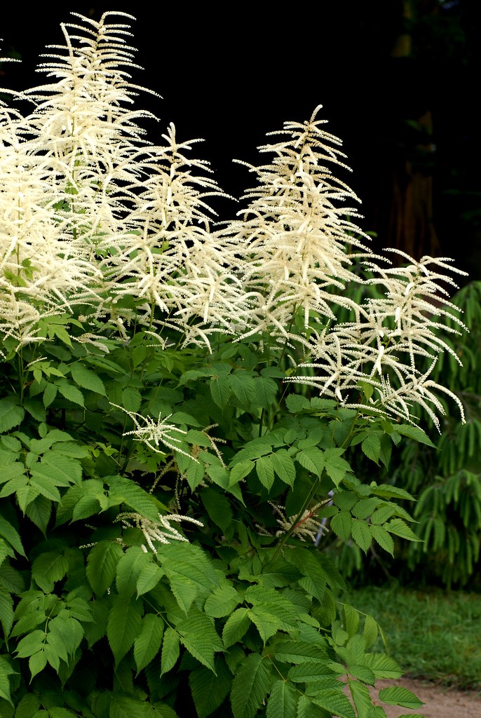Aruncus Dioicus (1382)